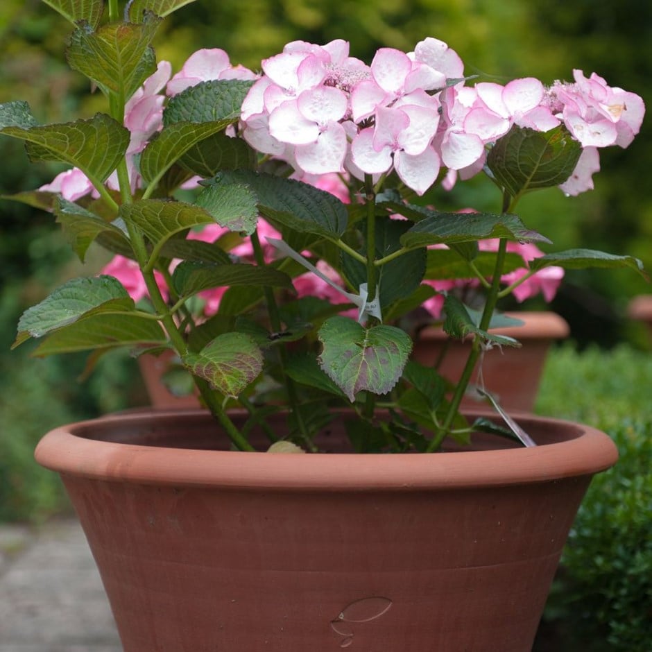 Hydrangea Sheila & pot combination