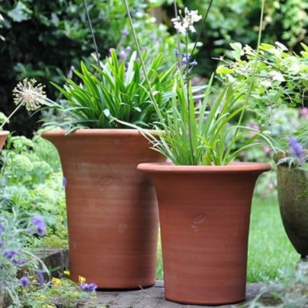 Agapanthus and flared pot combination