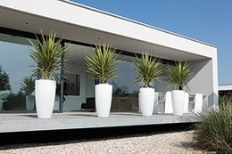 Cordyline australis and tall planter combination