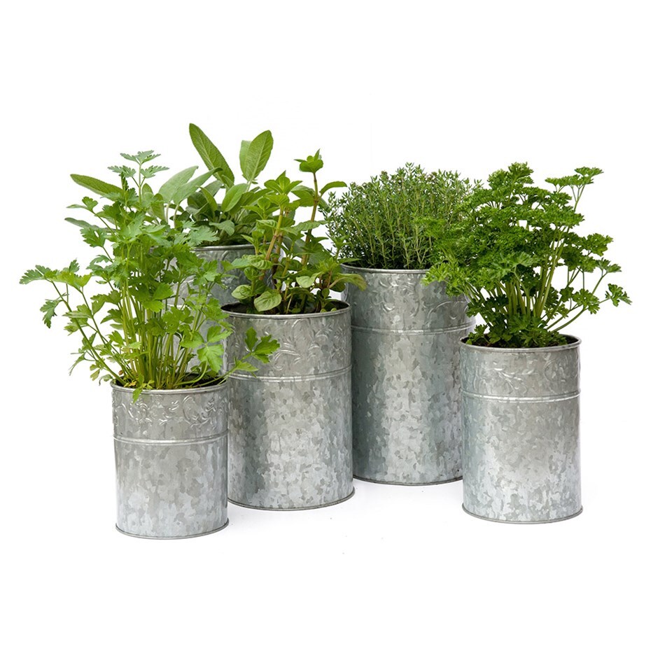 Herbs and galvanised planter combination