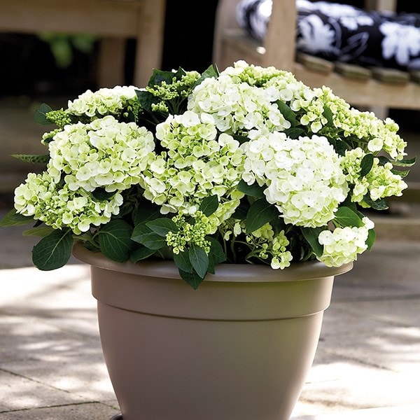 Hydrangea & pot combination