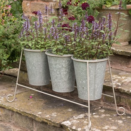 Agastache and pot stand combination