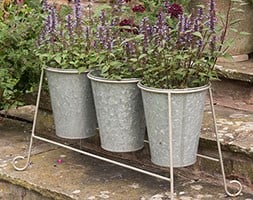 Agastache and pot stand combination
