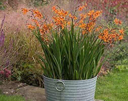 Crocosmia and ribbed planter combination