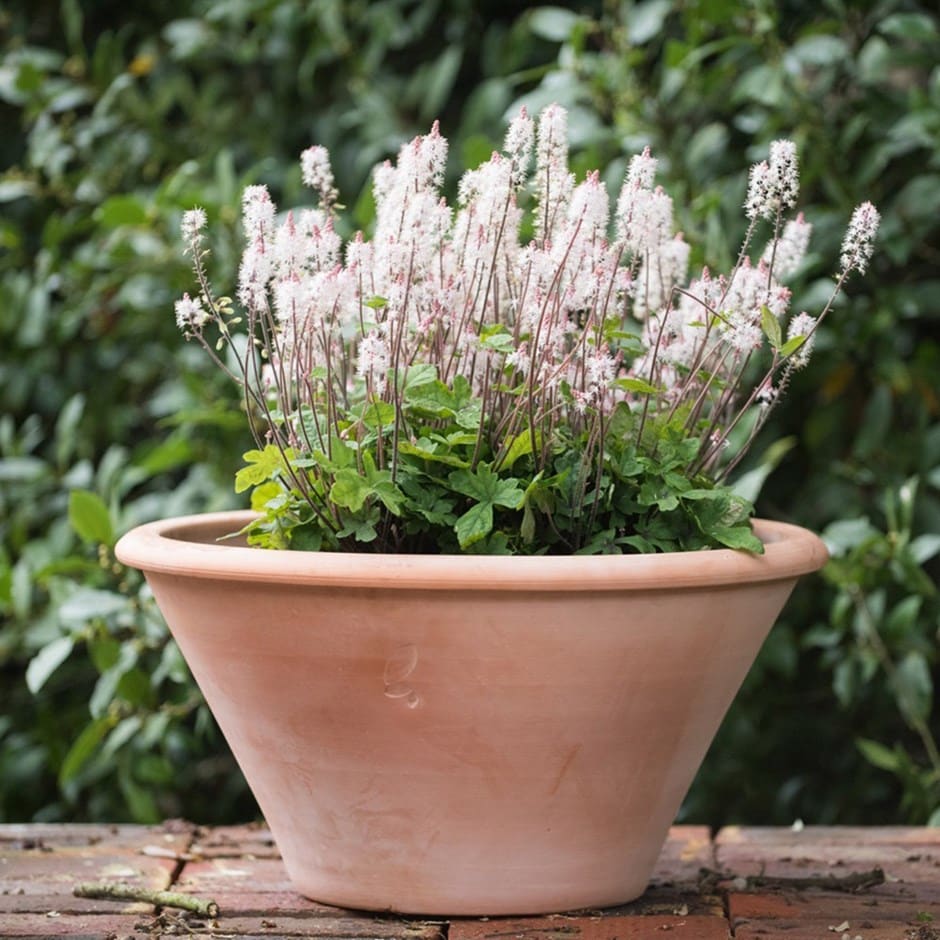 Tiarella & lucca pot combination