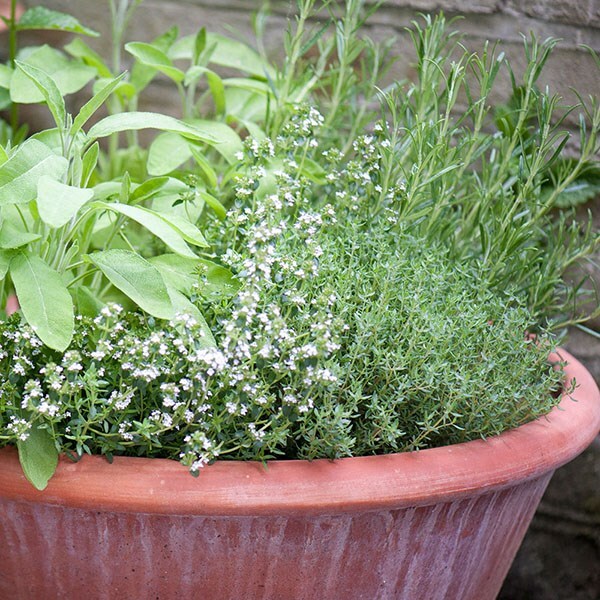 herbs & lucca pot combination
