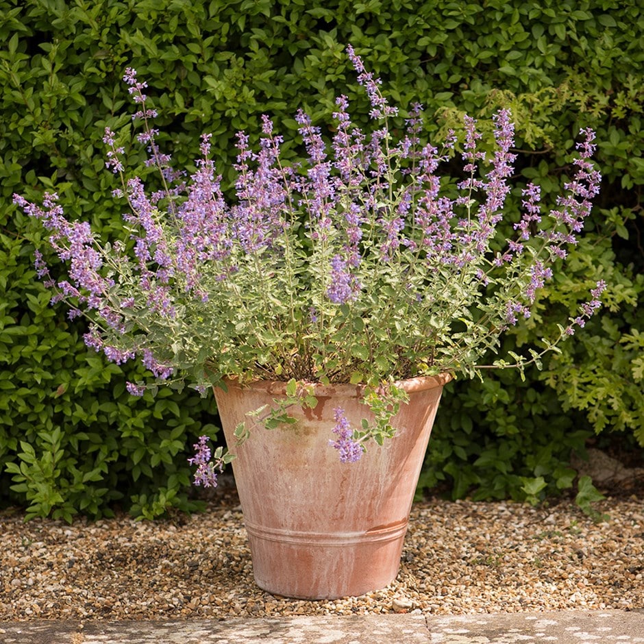 Nepeta & terracotta pot combination