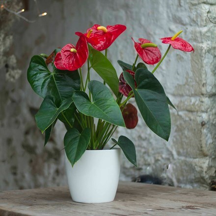 Picture of Anthurium Red Champion and pot cover