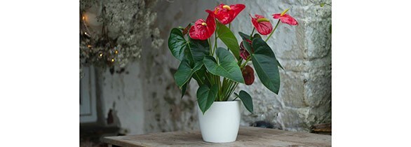 Anthurium Red Champion and pot cover