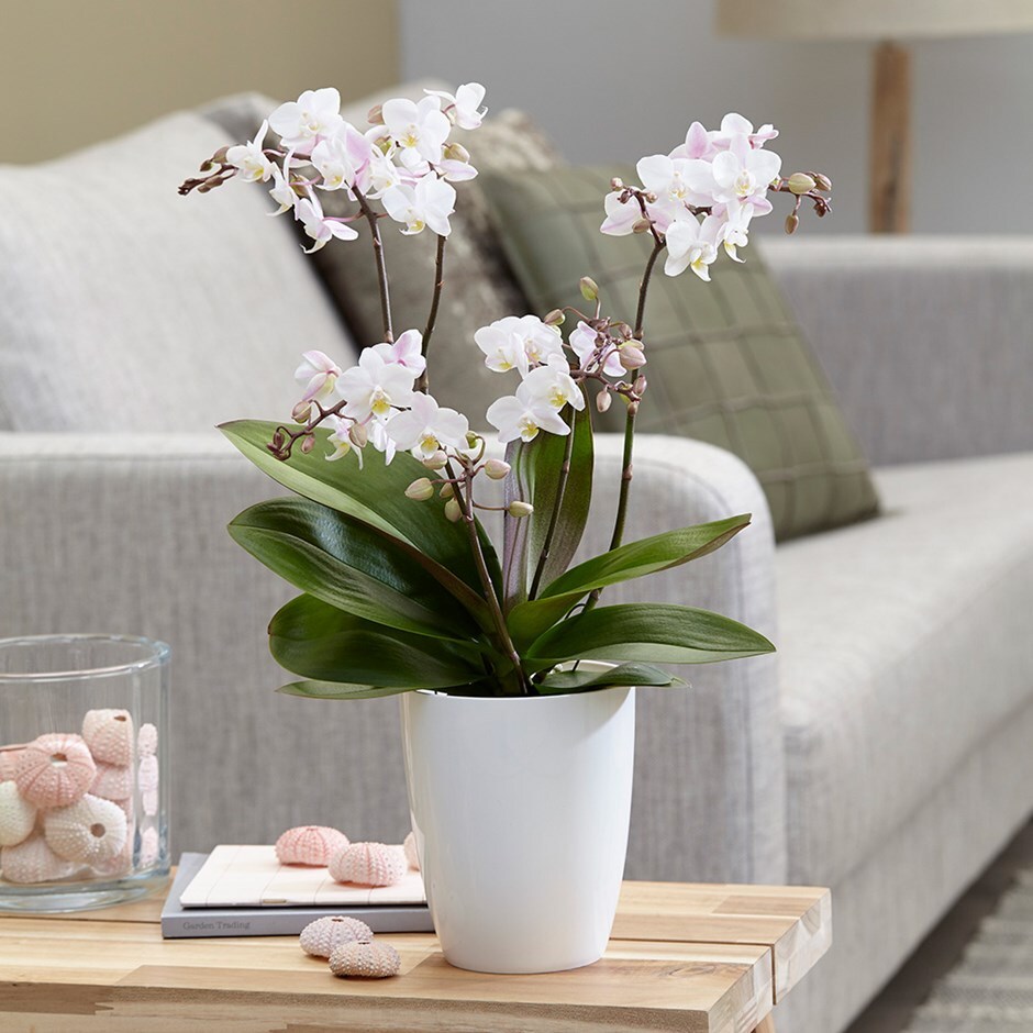 Phalaenopsis 'Blush Pink Willd' Orchid & orchid pot cover combination