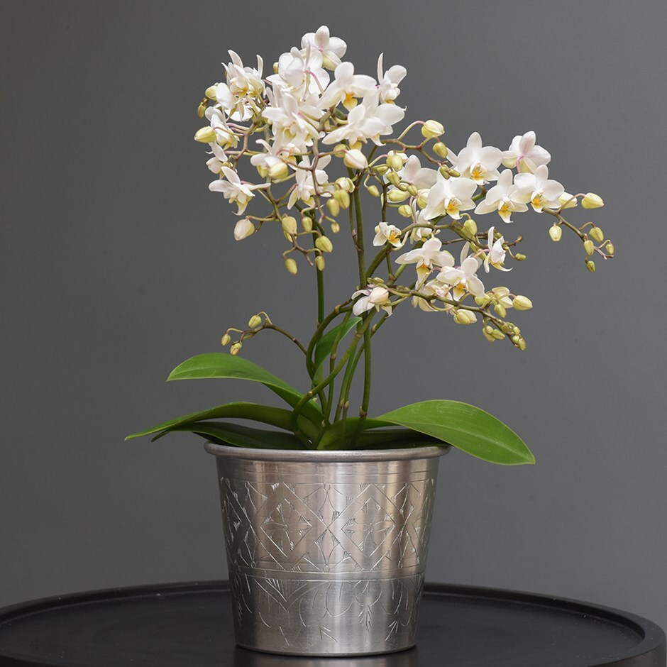 Phalaenopsis 'White Willd Orchid' - moth orchid & aluminium pot combination