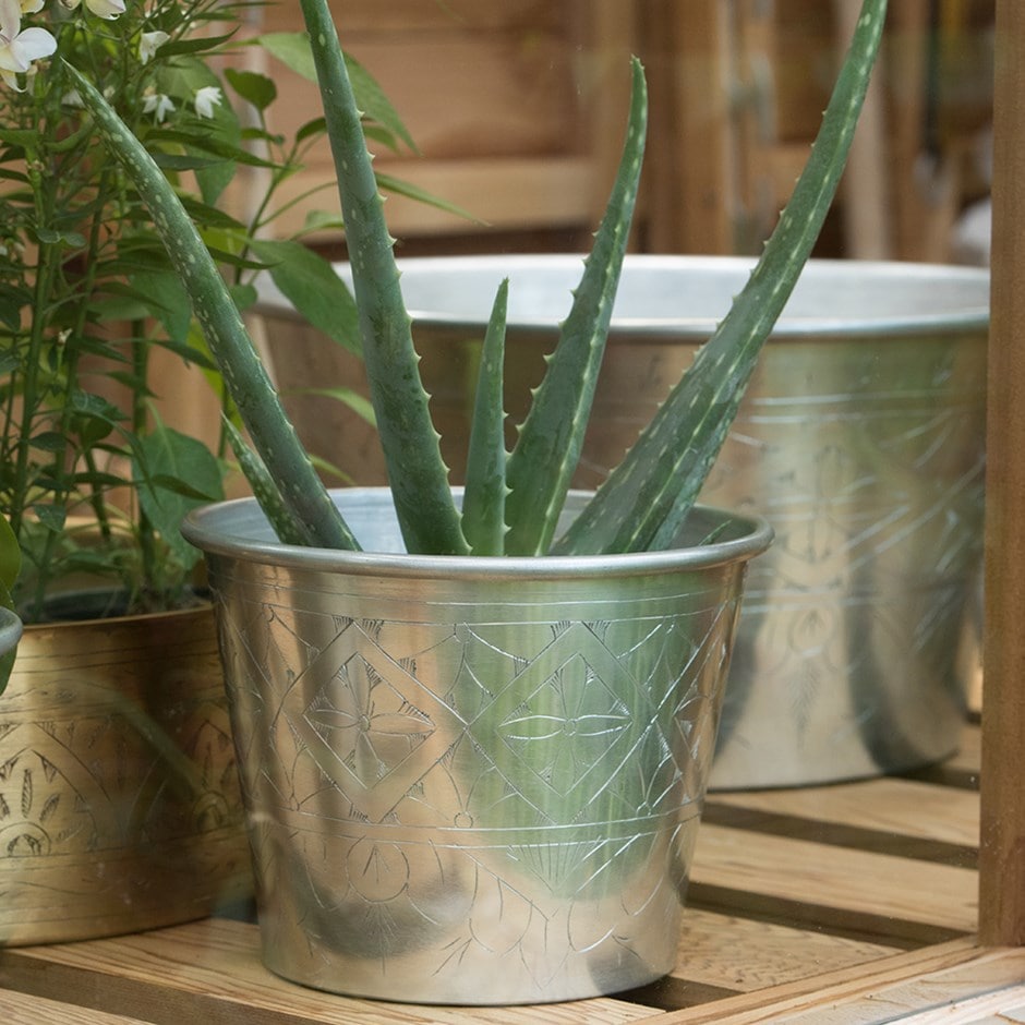 Aloe vera (syn. Aloe barbadensis) & pot cover combination