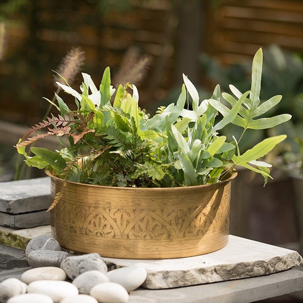 6 Starter ferns & a hand etched brass planter