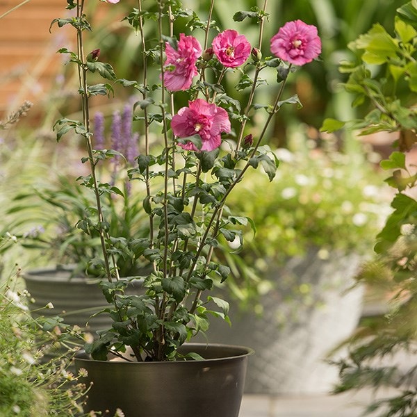 Hibiscus syriacus Magenta Chiffon & a spun metal planter - antique brass