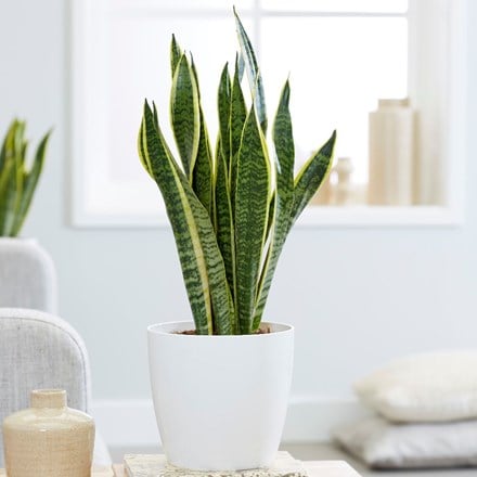Sansevieria laurentii and pot cover