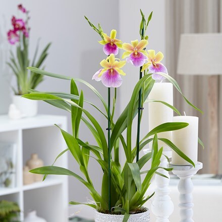 Picture of Miltonia Sunset and pot cover