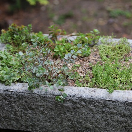 Picture of Sedum collection and large alpine trough