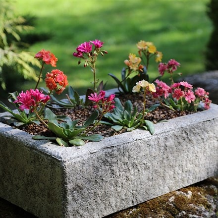 Lewisia collection and large alpine trough