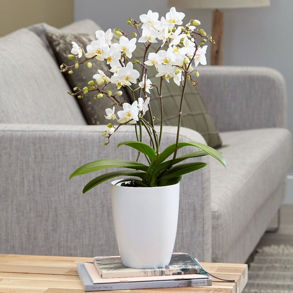 Phalaenopsis 'White Willd Orchid' - moth orchid & pot cover combination