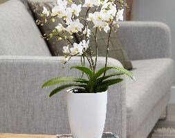 Phalaenopsis White Willd Orchid and pot cover