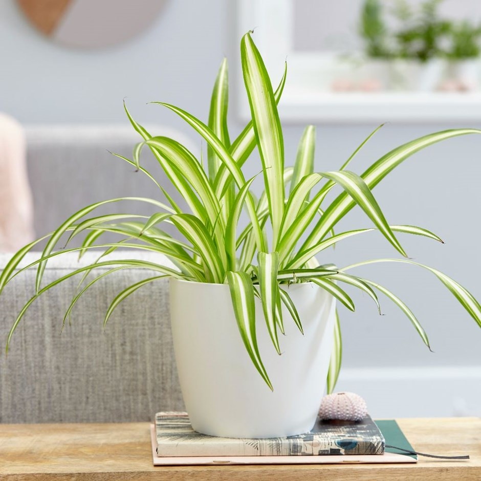 Chlorophytum comosum 'Variegatum' - spider plant & pot cover combination