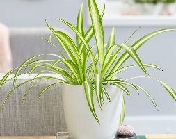 Chlorophytum comosum Variegatum and pot cover