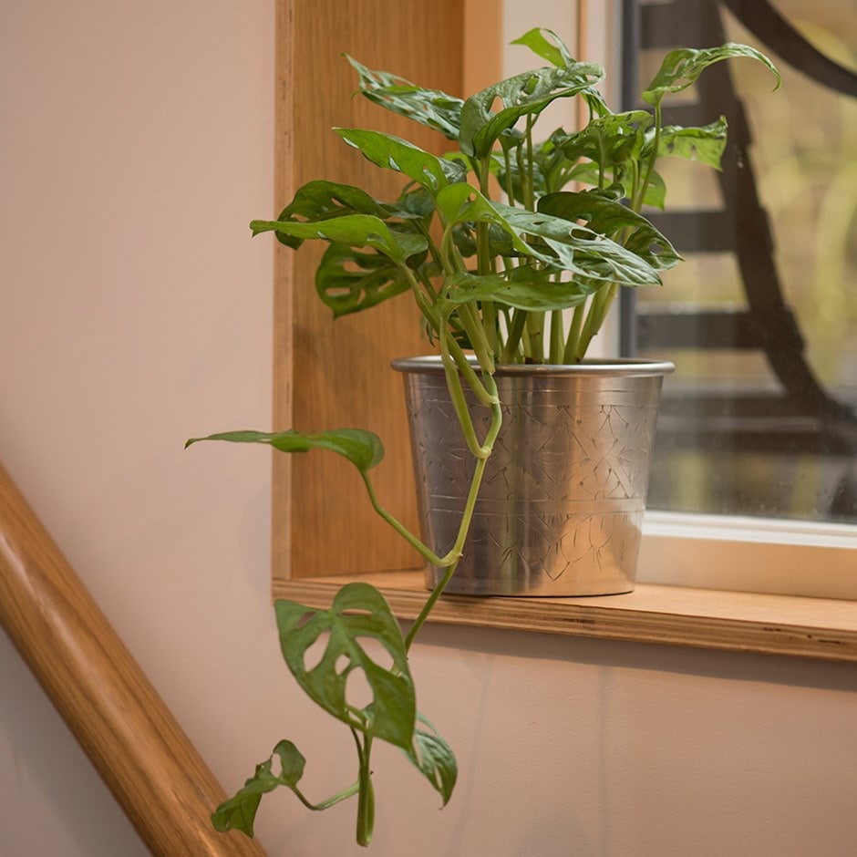 Monstera 'Monkey Mask' - mini swiss cheese plant & aluminium pot combination