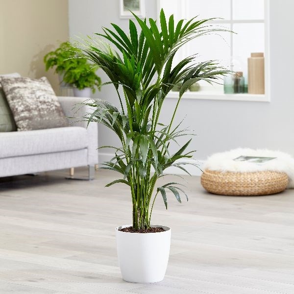 Howea forsteriana - 1.2m kentia palm & pot cover combination