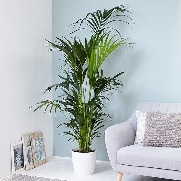 kentia 1.7m - Howea forsteriana & pot cover combination