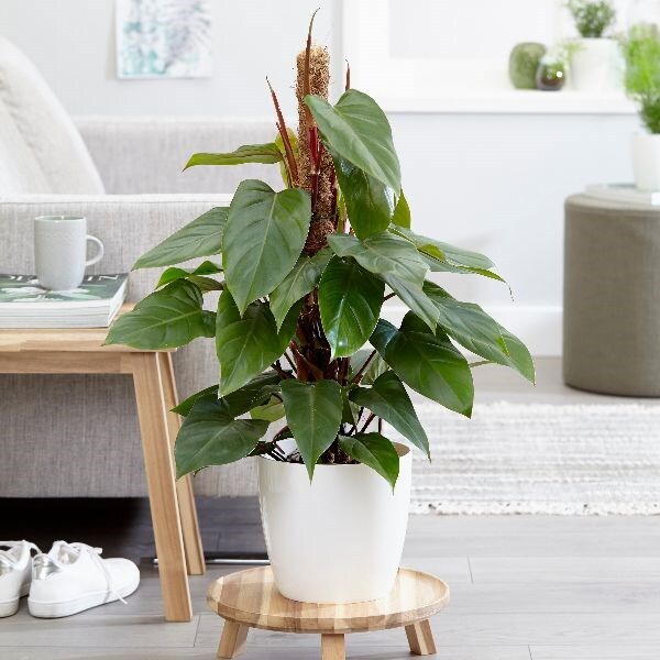 Philodendron 'Red Emerald' & pot cover combination