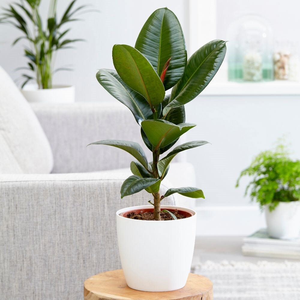 rubber plant Ficus elastica 'Robusta' & pot cover combination