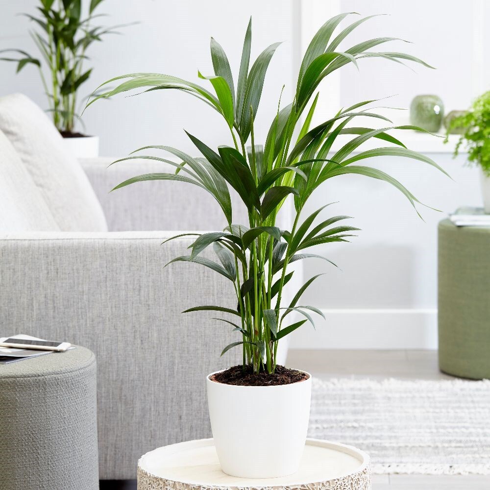 kentia palm 80cm - Howea forsteriana & pot cover combination