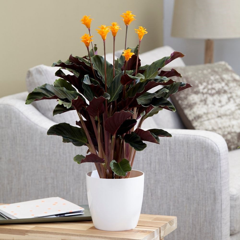eternal flame - Goeppertia 'Tassmania' & pot cover combination