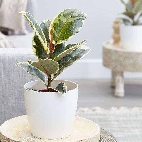 Ficus elastica 'Tineke' - rubber plant & pot cover combination