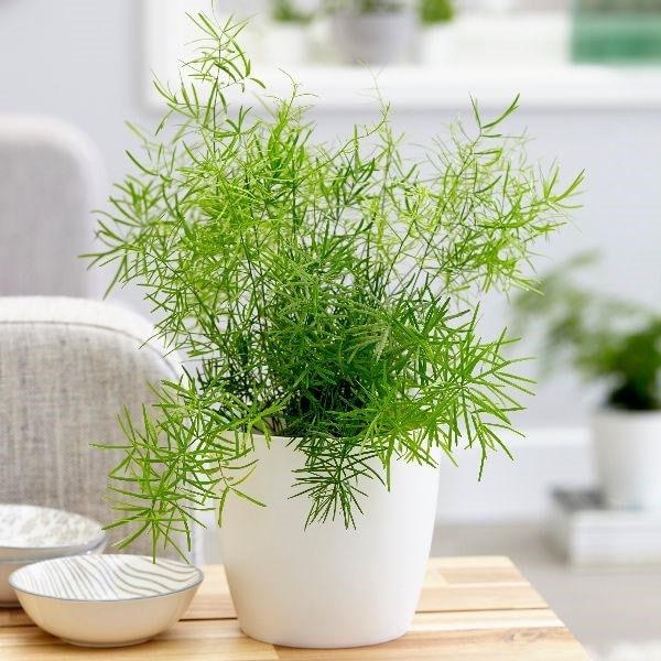 Asparagus 'Sprengeri' emerald fern & pot cover combination