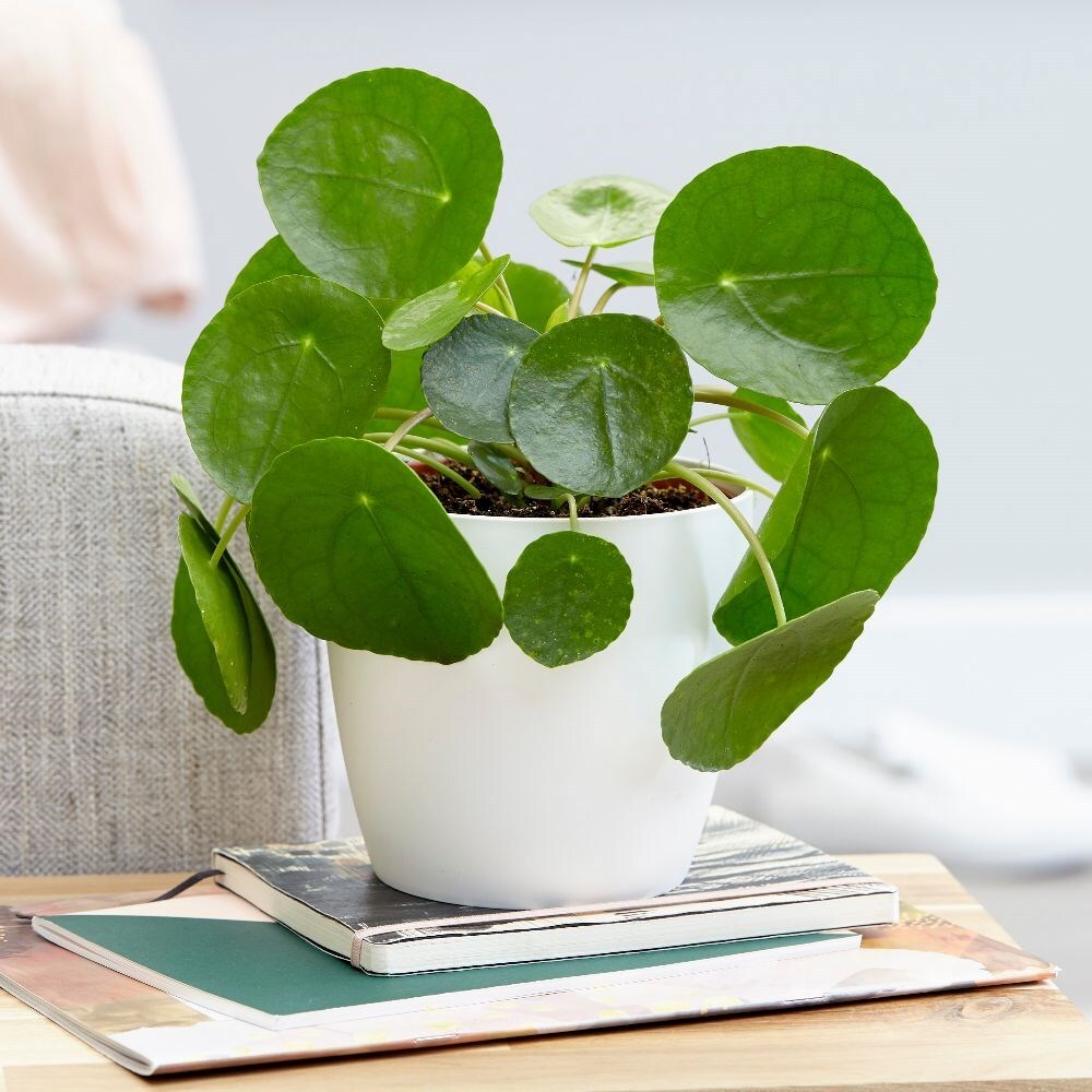 Chinese money plant - Pilea peperomioides & pot cover combination