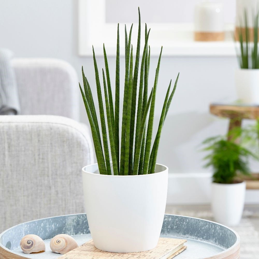 snake plant - Sansevieria 'Mikado' & pot cover combination