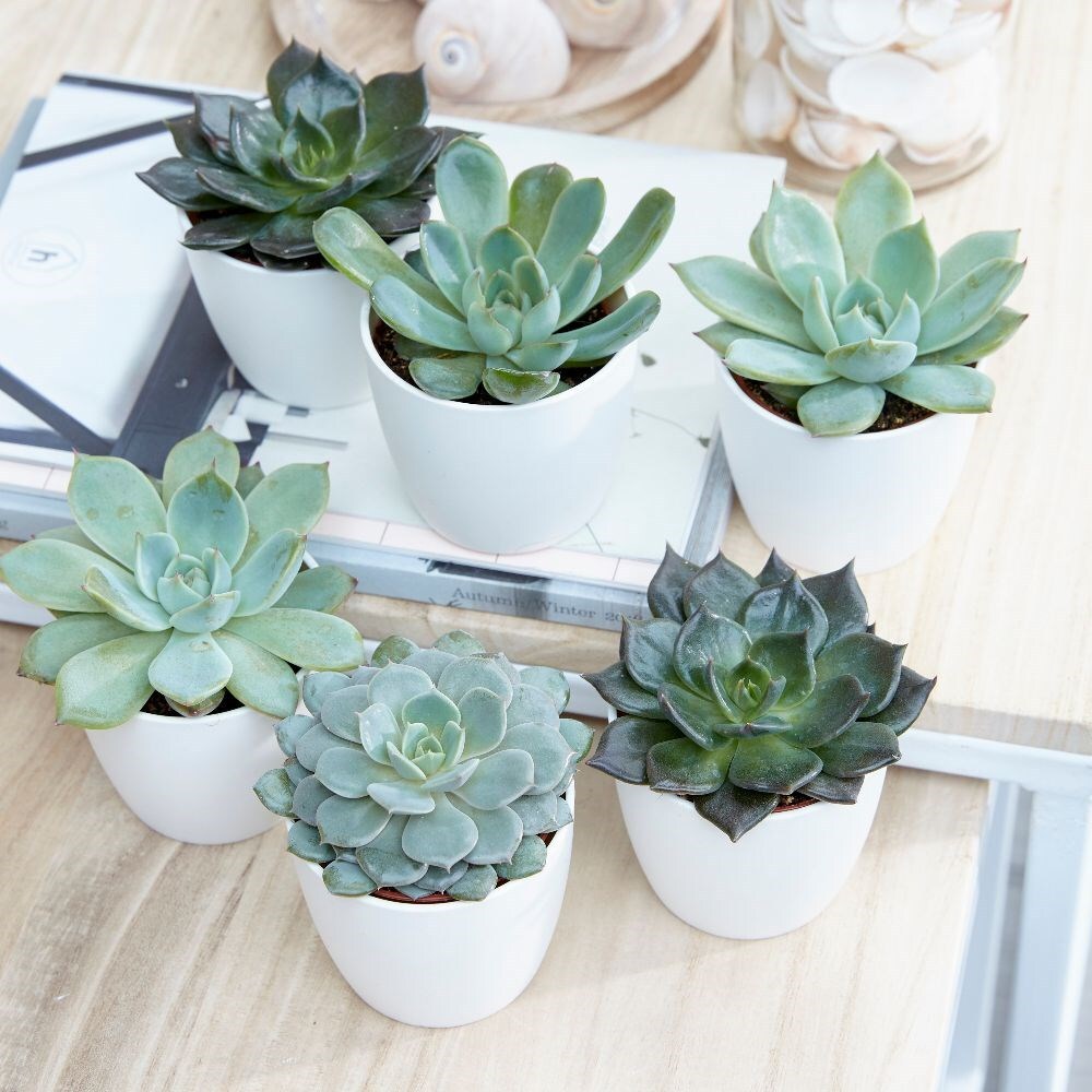 hen and chicks succulents - Echeverias & pot cover combination