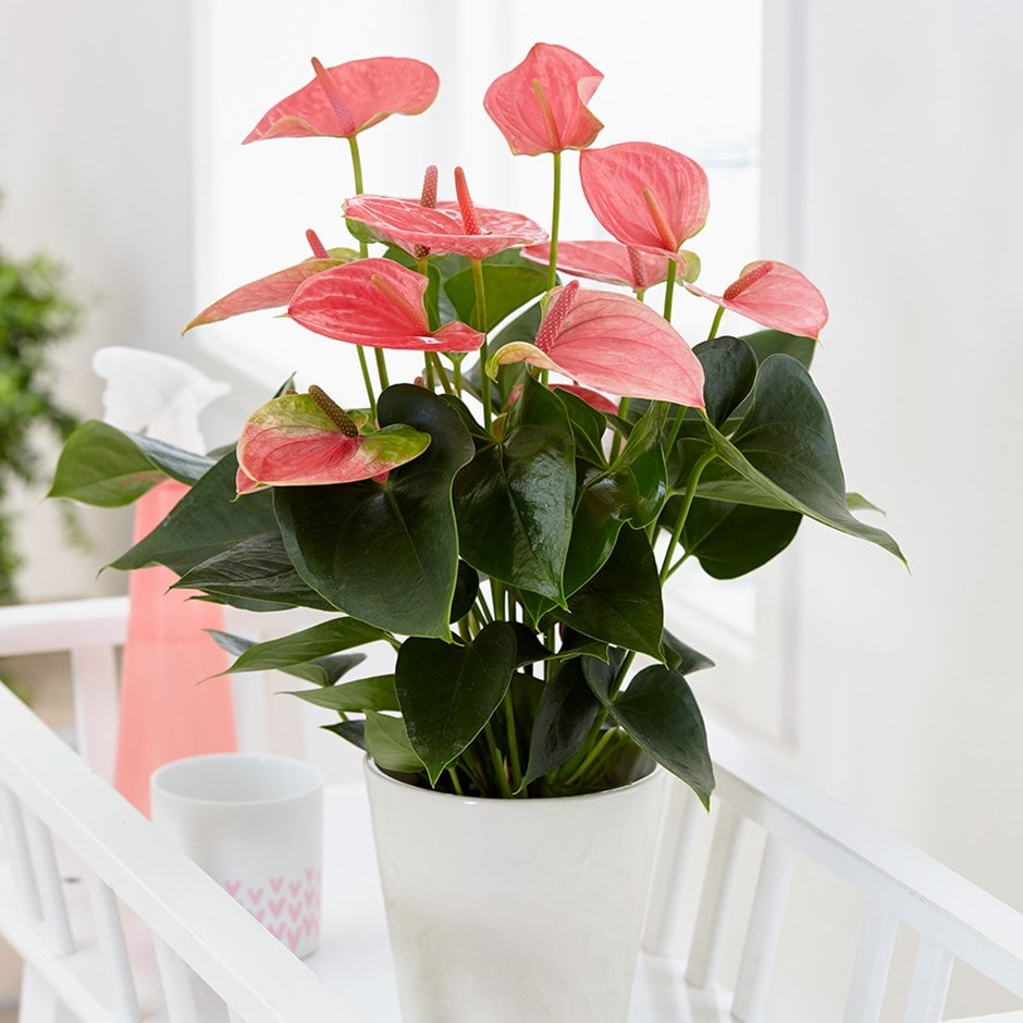 Anthurium 'Pink Champion' - pink flamingo flower & pot cover combination