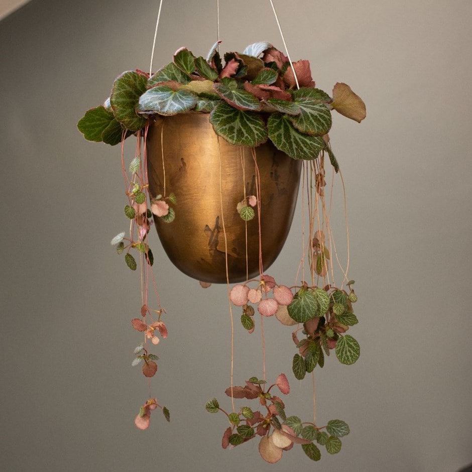 Saxifraga stolonifera & hanging pot combination