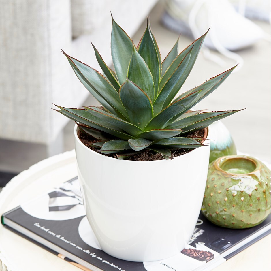 Agave 'Shaka Zulu' & pot cover combination