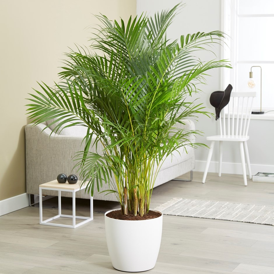 Dypsis lutescens -27cm pot 1.4m areca palm / bamboo palm & pot cover combination