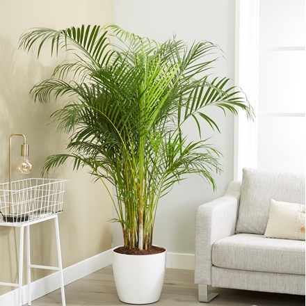 Dypsis lutescens and pot cover