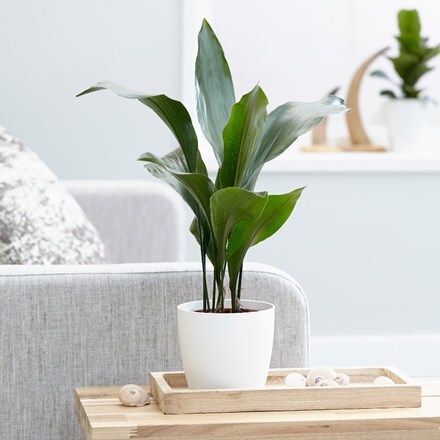 Picture of Aspidistra elatior and pot cover