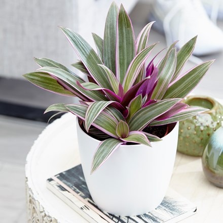 Picture of Tradescantia spathacea Sitara and pot cover