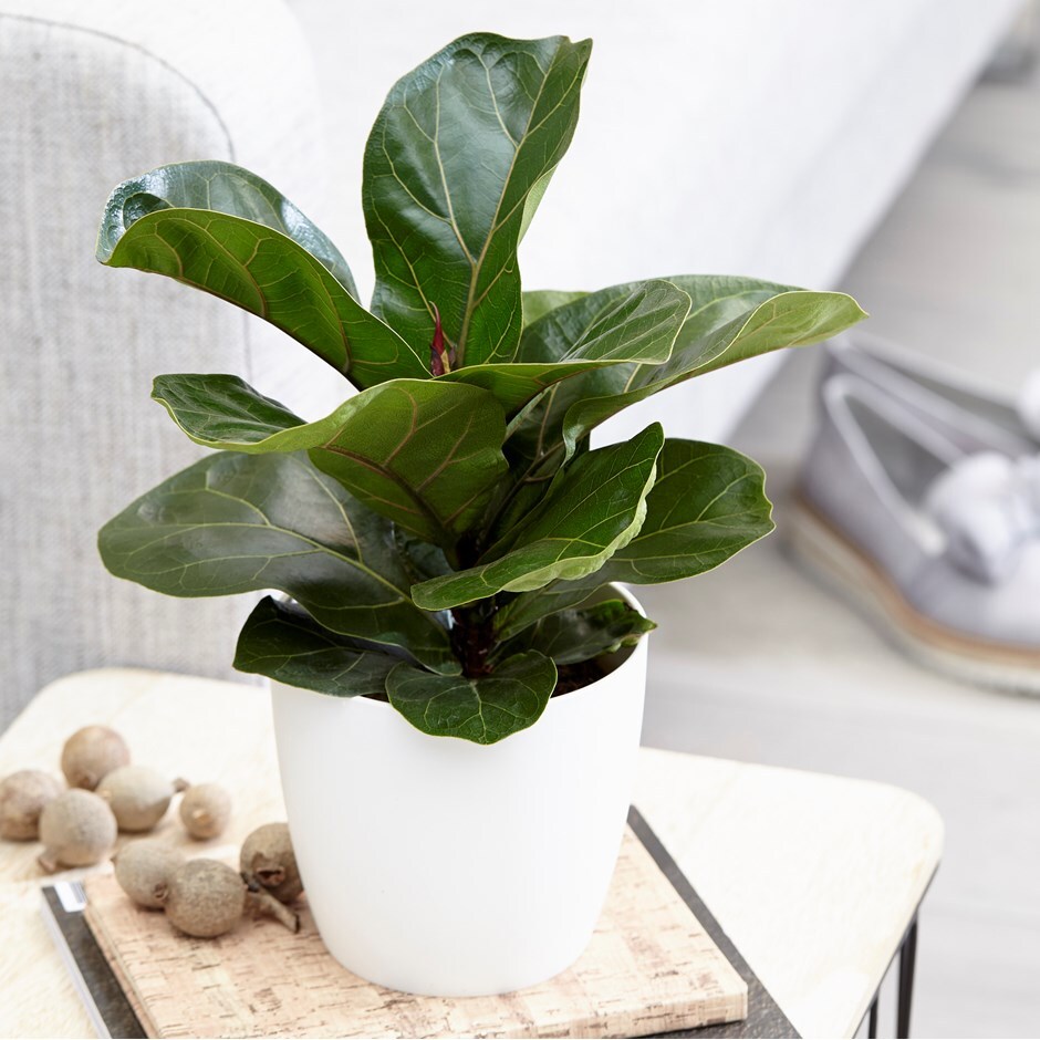 Ficus lyrata 'Bambino' - fiddle leaf fig & pot cover combination