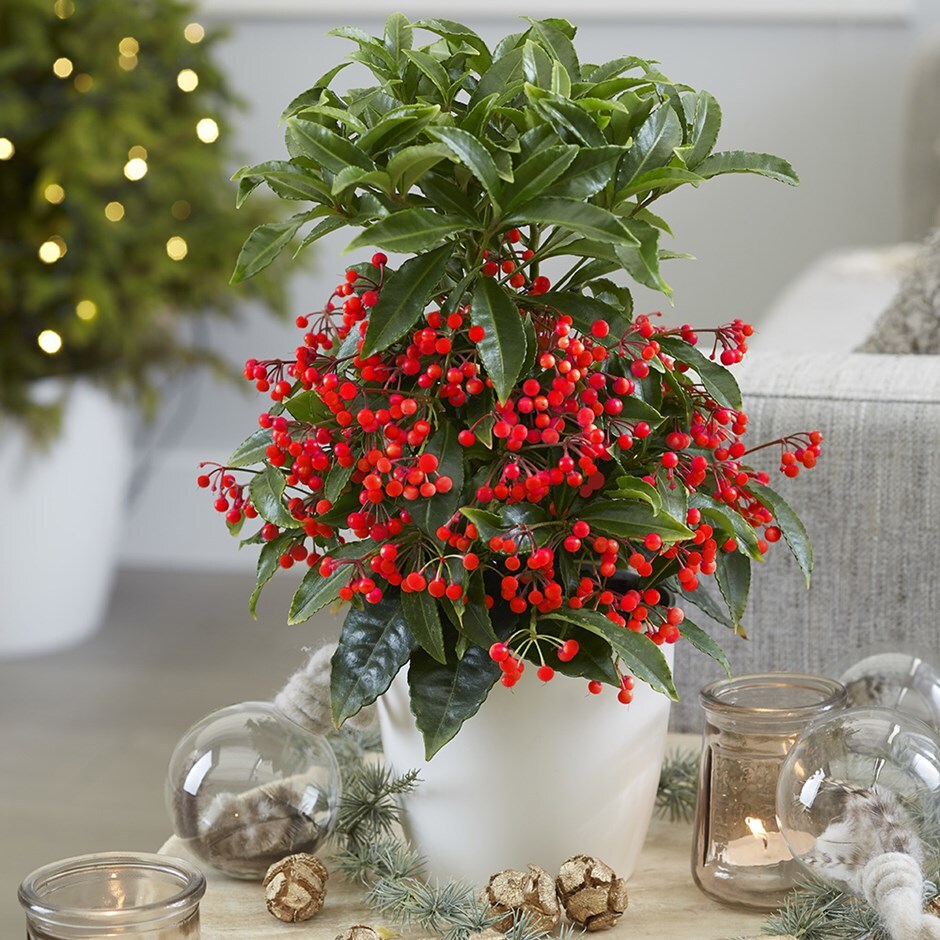 Ardisia crenata Queen Star and pot cover