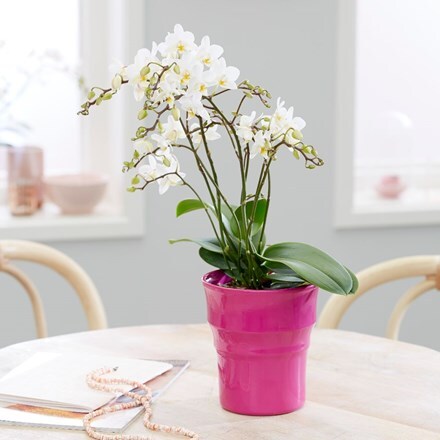 Picture of Phalaenopsis 'White Willd Orchid' and pot cover