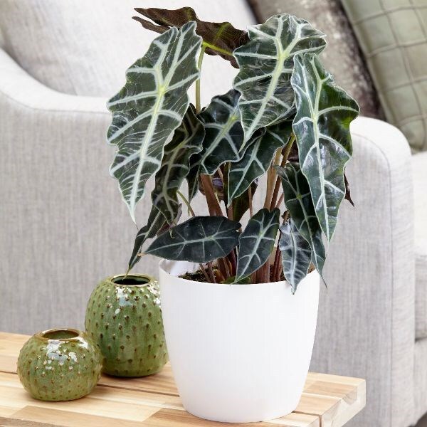 Alocasia × amazonica Polly & pot cover combination