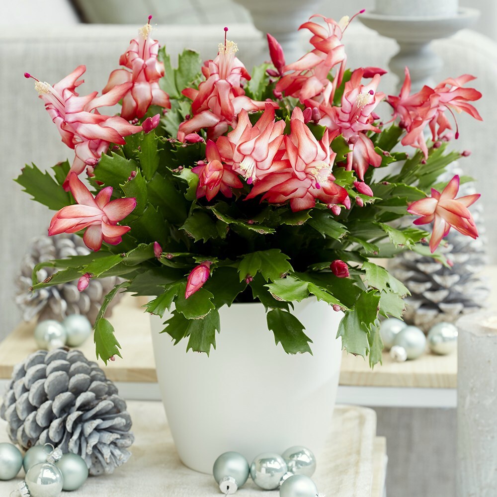 Christmas cactus and pot cover